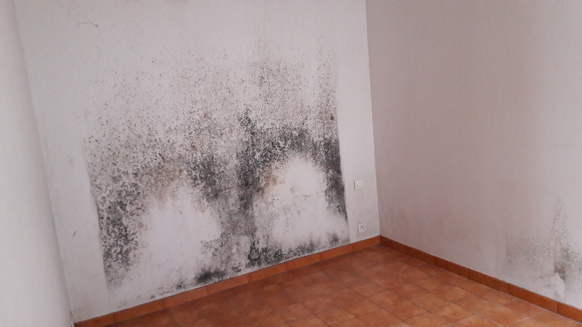 Moisissures - Expertise humidité à Lorient